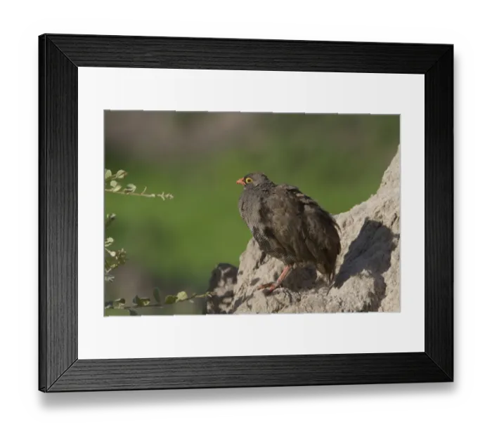 Framed Print : Red billed Spurfowl, Botswana Framed Print : Red billed Spurfowl, Botswana
