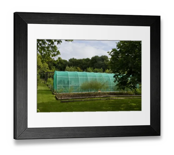 Framed Print : A net tunnel to protect fruit and veg from pests and the frost. Note asparagus bed
