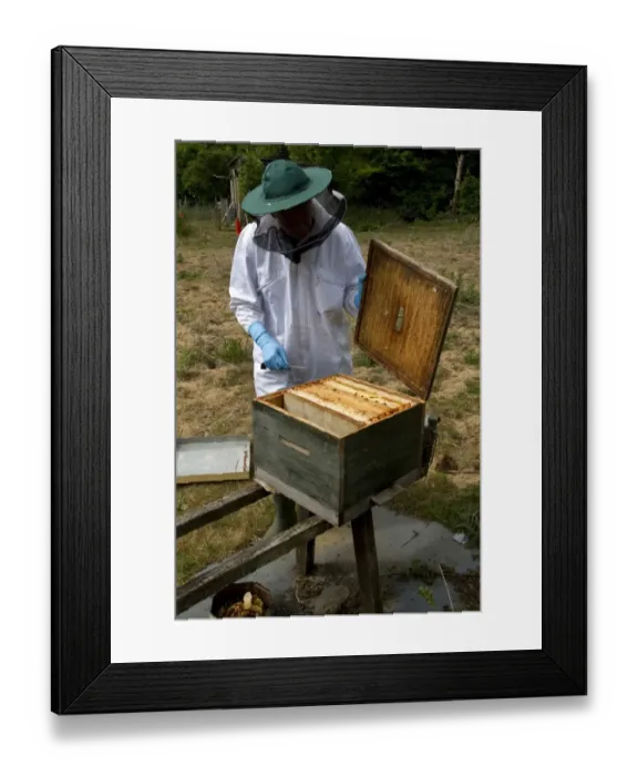 Framed Print : Beekeeper opening brood box part of the hive to expose the wax frames Framed Print : Beekeeper opening brood box part of the hive to expose the wax frames
