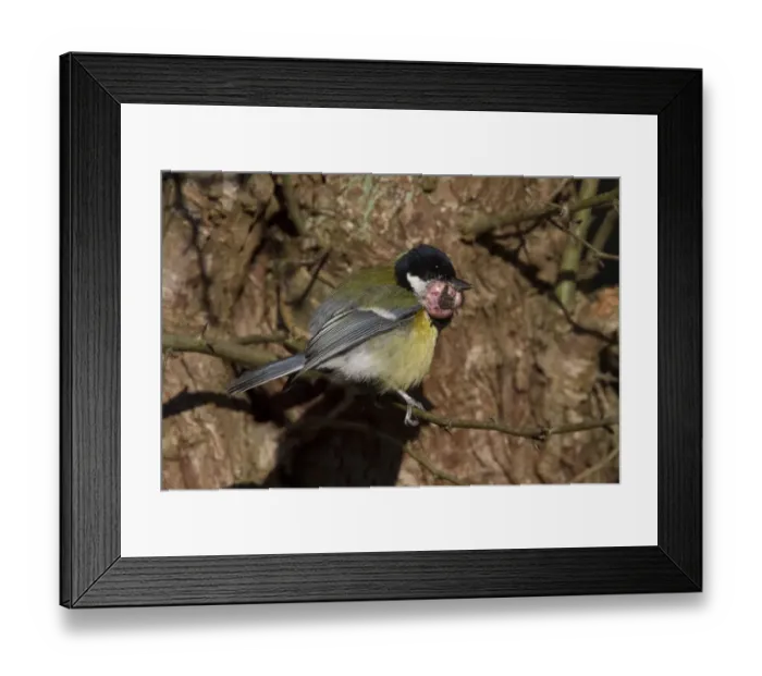 Framed Print : Great Tit with tumor growth on throat / chin Framed Print : Great Tit with tumor growth on throat / chin