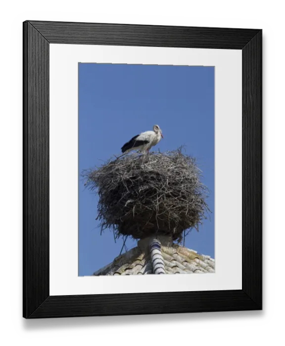 Framed Print : White Storks nesting on church tower, visitor centre Coto Donana, Spain Framed Print : White Storks nesting on church tower, visitor centre Coto Donana, Spain