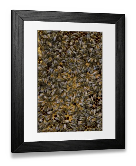 Framed Print : Worker bees tending larva and honey / nectar cells in the brood frame part of the hive Framed Print : Worker bees tending larva and honey / nectar cells in the brood frame part of the hive