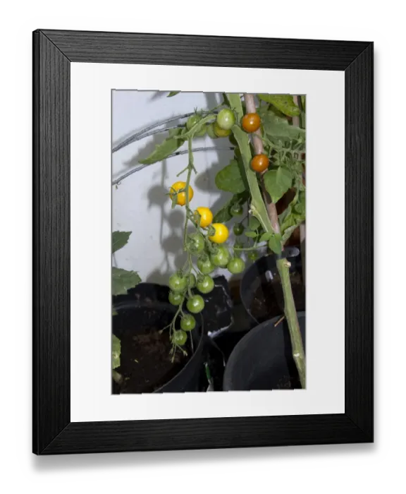Framed Print : One of the best yellow tomatoes to be bred for flavour. Being thin skinned it produces high yields of cherry-sized Framed Print : One of the best yellow tomatoes to be bred for flavour. Being thin skinned it produces high yields of cherry-sized