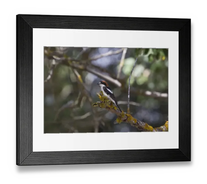 Framed Print : Woodchat Shrike -Coto Donana, Spain Framed Print : Woodchat Shrike -Coto Donana, Spain