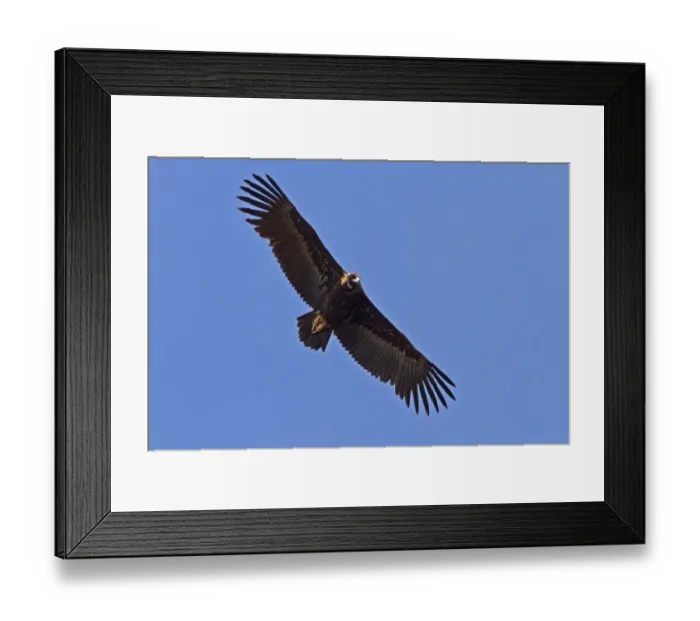 Framed Print : Eurasian Black Vulture, juvenile bird. Extremadura, Spain Framed Print : Eurasian Black Vulture, juvenile bird. Extremadura, Spain