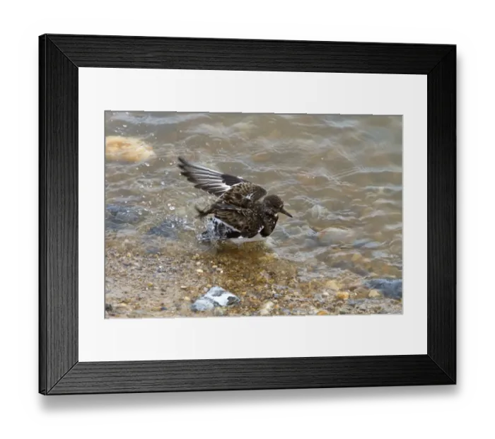 Framed Print : Ruddy Turnstone washing- autumn visitor to Lowestoft Suffolk Framed Print : Ruddy Turnstone washing- autumn visitor to Lowestoft Suffolk