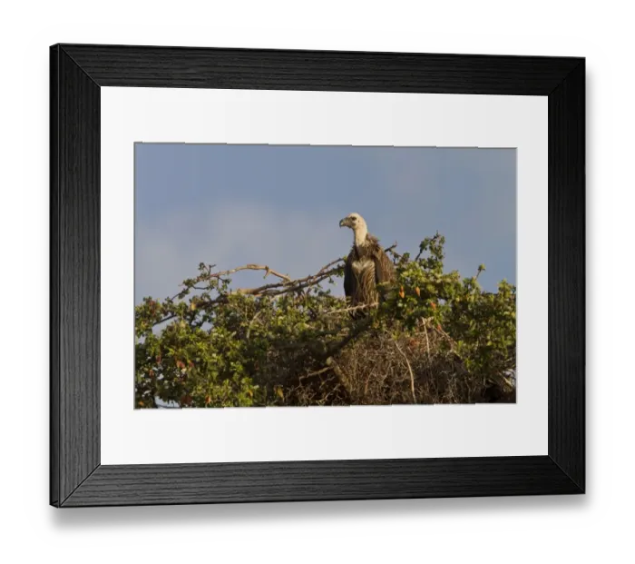 Framed Print : Juvenile White backed Vulture has a light coloured downy neck, this bird is at its old nest - Botswana Framed Print : Juvenile White backed Vulture has a light coloured downy neck, this bird is at its old nest - Botswana