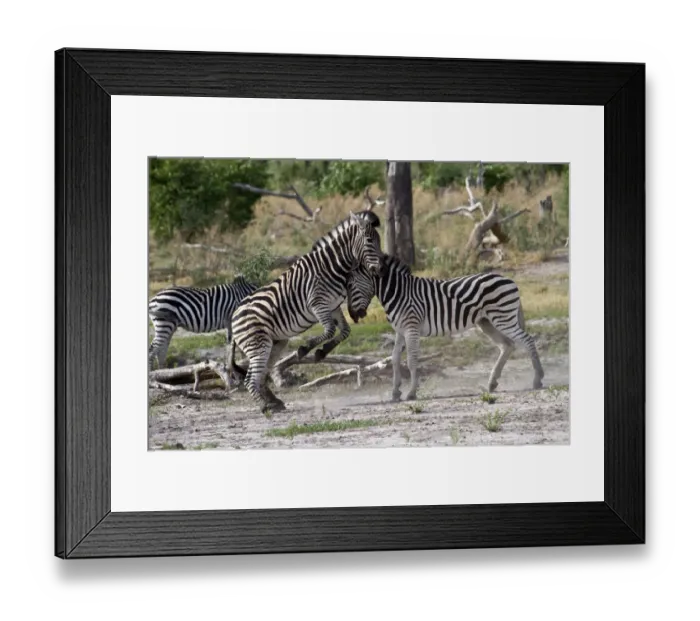 Framed Print : Two Burchells Zebra fighting Framed Print : Two Burchells Zebra fighting
