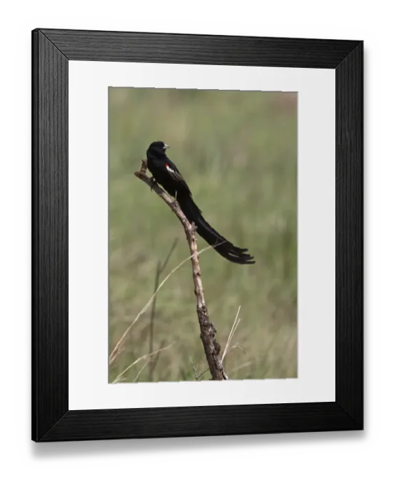 Framed Print : Long tailed Widowbird male - South Africa Framed Print : Long tailed Widowbird male - South Africa