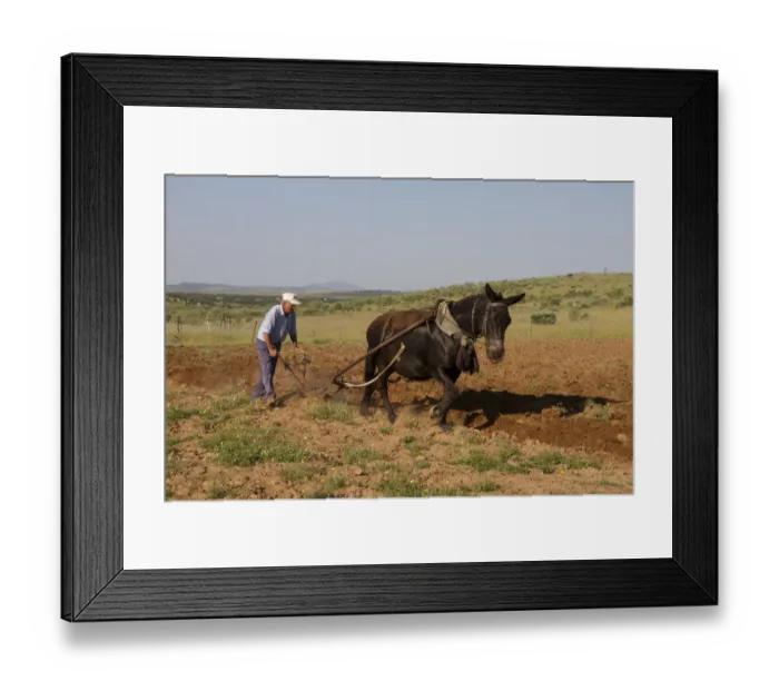 Framed Print : Farmer with mule pulling plough, ploughing field in steppe, Extremadura, Spain, april Framed Print : Farmer with mule pulling plough, ploughing field in steppe, Extremadura, Spain, april