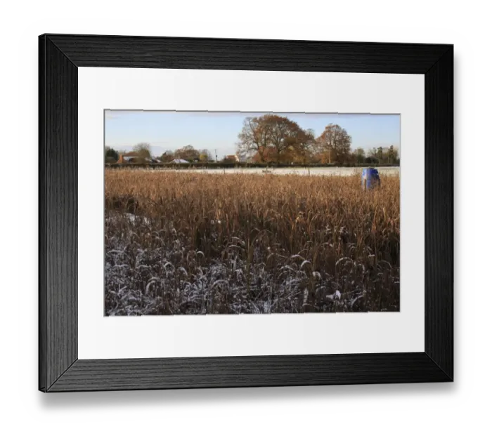 Framed Print : Snow covered Maize (Zea mays) gamecover crop with feeder, at edge of pasture, Bacton, Suffolk, England, november Framed Print : Snow covered Maize (Zea mays) gamecover crop with feeder, at edge of pasture, Bacton, Suffolk, England, november