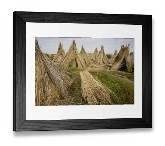 Framed Print : Reed cutting, bundles of cut reed in reedcutters yard, Hortobagy N. P. Great Plain, Eastern Hungary, october Framed Print : Reed cutting, bundles of cut reed in reedcutters yard, Hortobagy N. P. Great Plain, Eastern Hungary, october
