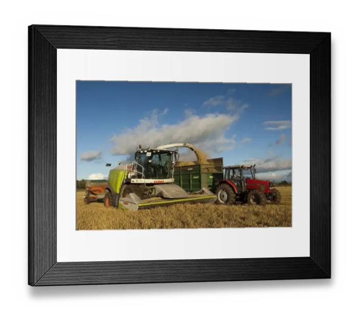 Framed Print : Cls forage harvester unloading into tractor with trailer, making alkalage with wholecrop cereals for animal feed Framed Print : Cls forage harvester unloading into tractor with trailer, making alkalage with wholecrop cereals for animal feed