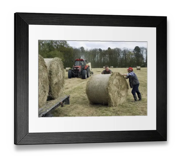 Framed Print : Farmers baling and loading round bales of hay, Holmes Chapel, Cheshire, England Framed Print : Farmers baling and loading round bales of hay, Holmes Chapel, Cheshire, England