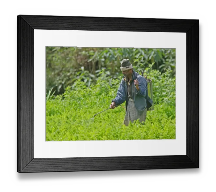 Framed Print : Farmer spraying crop by hand, Sri Lanka, december Framed Print : Farmer spraying crop by hand, Sri Lanka, december