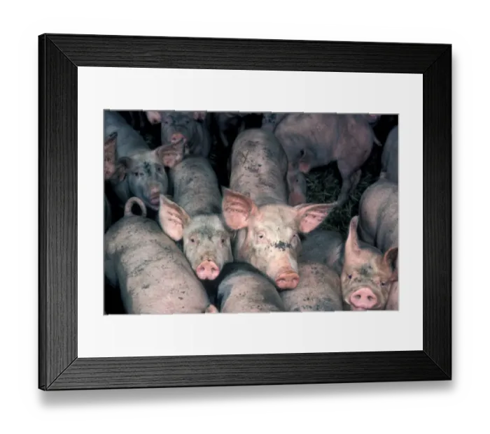 Framed Print : Farming - Pigs Young pigs in pig farm Framed Print : Farming - Pigs Young pigs in pig farm