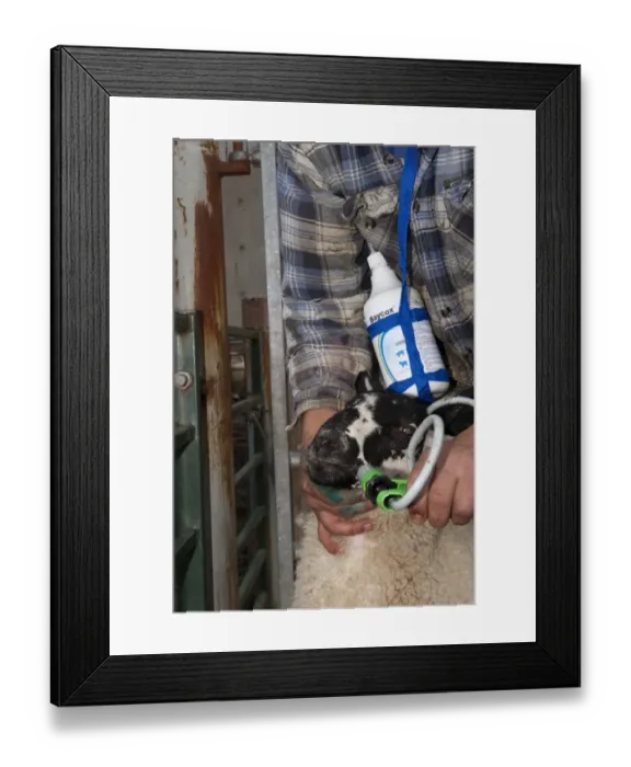 Framed Print : Sheep farming, farmer dosing lambs against Coccidiosis parasitic disease, Cumbria, England, may Framed Print : Sheep farming, farmer dosing lambs against Coccidiosis parasitic disease, Cumbria, England, may