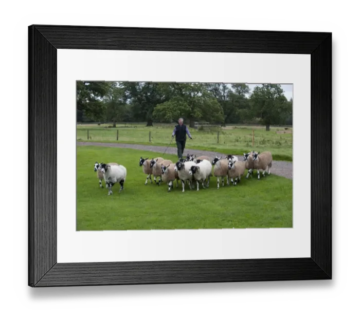 Framed Print : Sheep farming, farmer bringing in mule gimmer lambs ready for sale, North Yorkshire, England, september