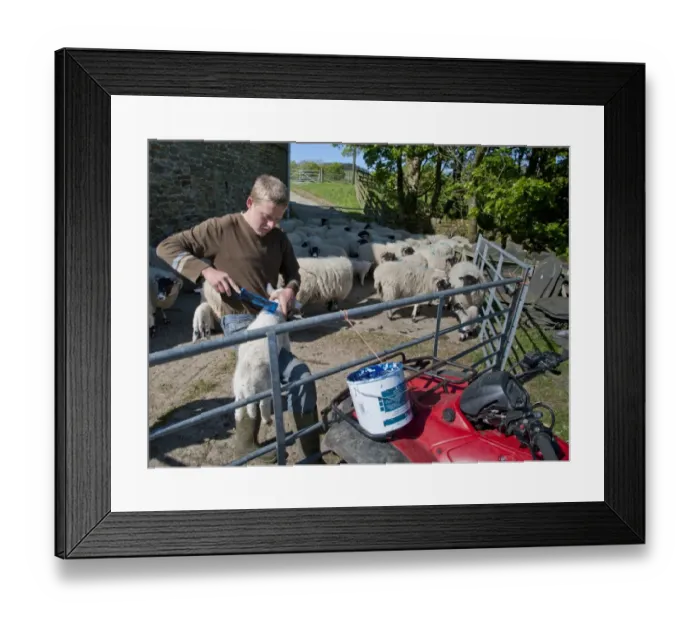 Framed Print : Shepherd marking Lonk lambs with marking fluid, Dinkling Green Farm, Whitewell, Lancashire, England, may Framed Print : Shepherd marking Lonk lambs with marking fluid, Dinkling Green Farm, Whitewell, Lancashire, England, may