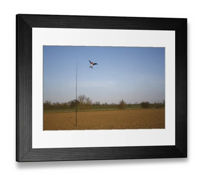 Framed Print : Raptor model birdscarer on pole, in arable field, Bacton, Suffolk, England, march Framed Print : Raptor model birdscarer on pole, in arable field, Bacton, Suffolk, England, march