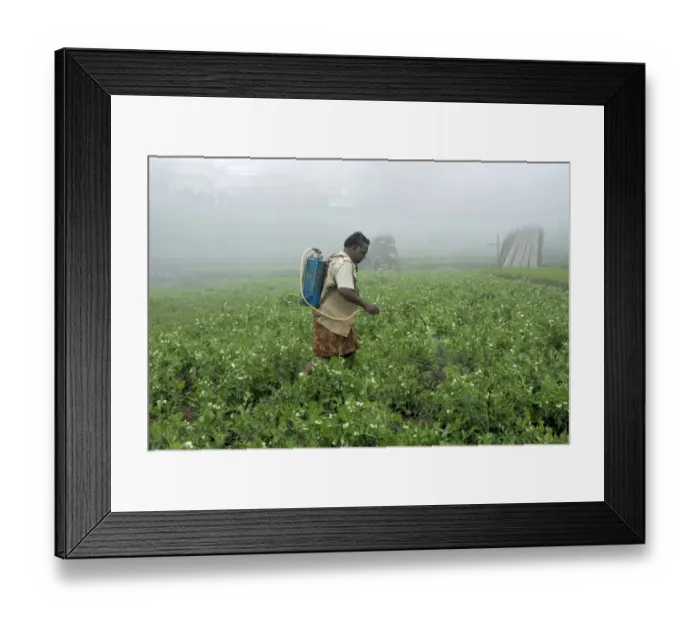 Framed Print : Worker spraying pesticides on vegetable crops in terraced field, Kodaikanal, Tamil Nadu, India Framed Print : Worker spraying pesticides on vegetable crops in terraced field, Kodaikanal, Tamil Nadu, India