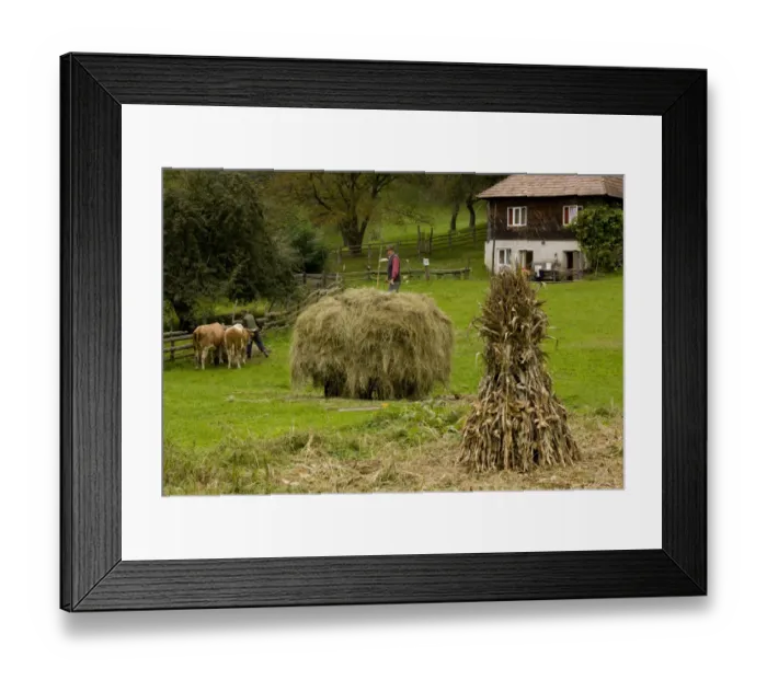 Framed Print : Old-fashioned traditional farming, with hay cart, maize stooks and cattle, near Garda de Sus, Apuseni Mountains Framed Print : Old-fashioned traditional farming, with hay cart, maize stooks and cattle, near Garda de Sus, Apuseni Mountains