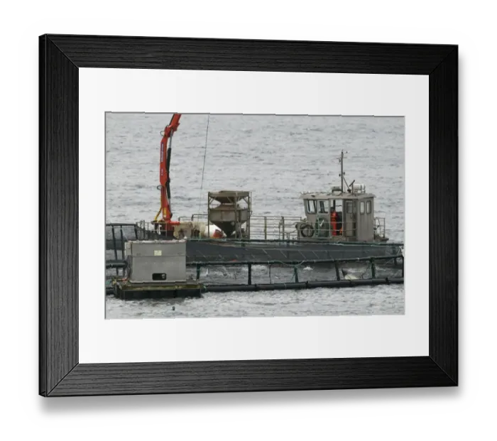 Framed Print : Atlantic Salmon (Salmo salar) farm, pens at coast, Shetland Islands, Scotland, april Framed Print : Atlantic Salmon (Salmo salar) farm, pens at coast, Shetland Islands, Scotland, april