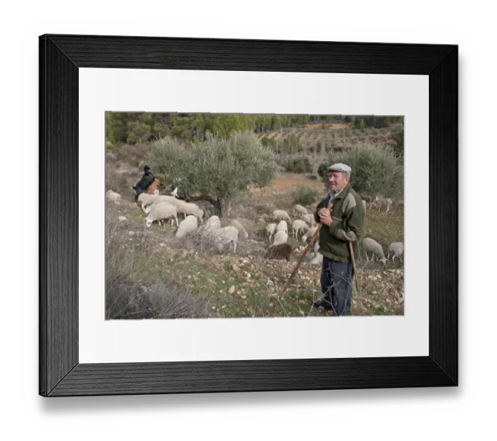 Framed Print : Shepherd herding mixed flock of sheep and goats, grazing and browsing, Sierra de Segura Mountains, Yeste Framed Print : Shepherd herding mixed flock of sheep and goats, grazing and browsing, Sierra de Segura Mountains, Yeste