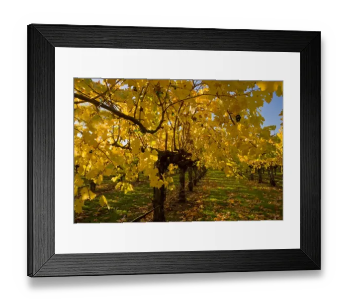 Framed Print : Vineyard on wine estate, row of grape vines with leaves in autumn colour, Napa Valley, near St Framed Print : Vineyard on wine estate, row of grape vines with leaves in autumn colour, Napa Valley, near St