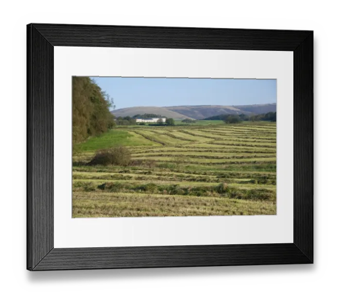 Framed Print : Silage crop, grass rowed ready for forage harvesting, Chipping, Lancashire, England, september Framed Print : Silage crop, grass rowed ready for forage harvesting, Chipping, Lancashire, England, september