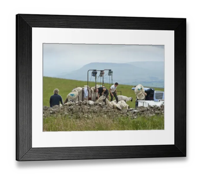 Framed Print : Shearing sheep using mobile shearing unit, Dufton, Cumbria, England, july Framed Print : Shearing sheep using mobile shearing unit, Dufton, Cumbria, England, july