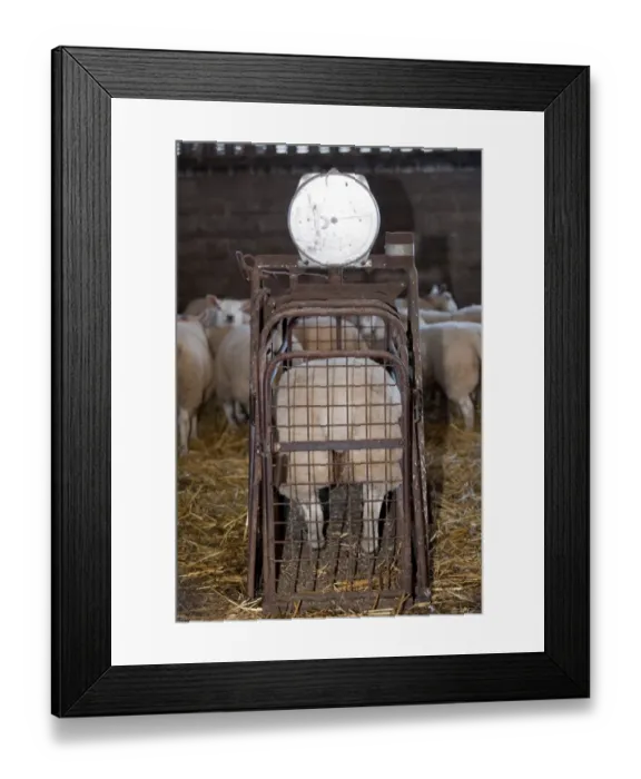 Framed Print : Sheep farming, weighing lambs prior to being taken to auction mart, England, november Framed Print : Sheep farming, weighing lambs prior to being taken to auction mart, England, november