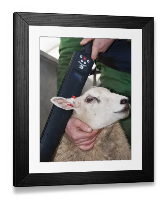 Framed Print : Sheep farming, farmer with Beltex sheep in race, having electronic ear tag read for identification, England, november Framed Print : Sheep farming, farmer with Beltex sheep in race, having electronic ear tag read for identification, England, november