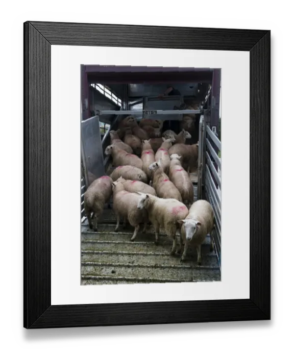 Framed Print : Sheep farming, sheep flock being loaded onto wagon at market, Welshpool auction mart, Welshpool, Powys, Wales, august