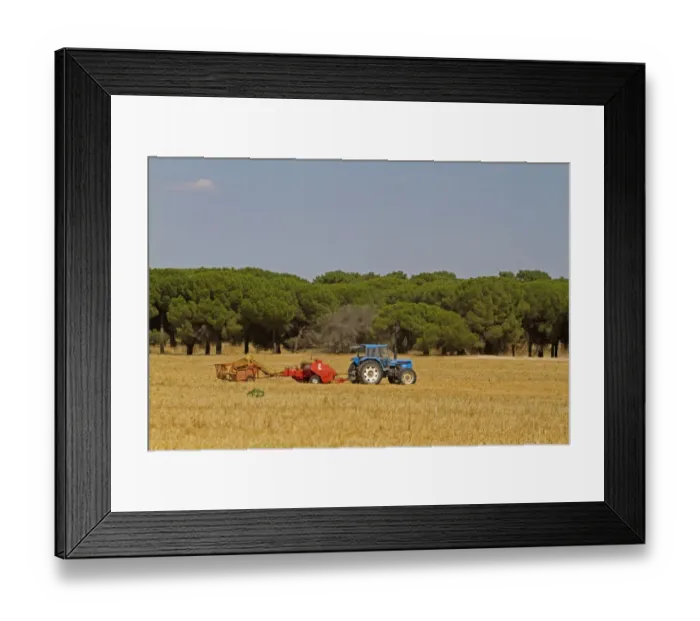 Framed Print : Tractor with baler, baling straw in stubble field with pine trees at edge, Northern Spain, july Framed Print : Tractor with baler, baling straw in stubble field with pine trees at edge, Northern Spain, july
