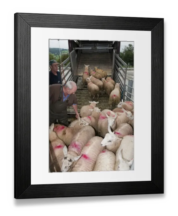 Framed Print : Sheep farming, sheep flock being loaded onto wagon at market, Welshpool auction mart, Welshpool, Powys, Wales, august