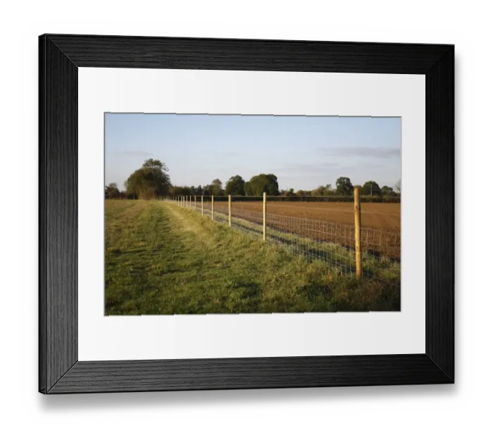 Framed Print : Wire fencing at edge of newly established pasture, Bacton, Suffolk, England, october Framed Print : Wire fencing at edge of newly established pasture, Bacton, Suffolk, England, october