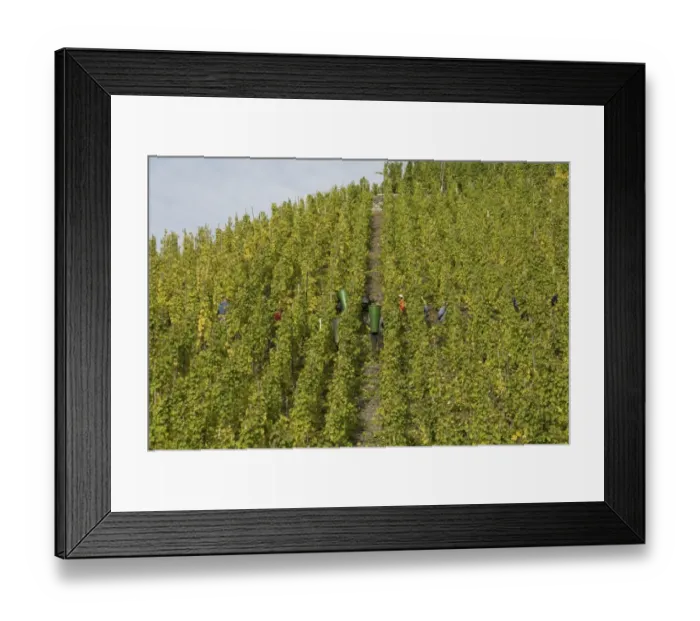 Framed Print : View of vineyard on wine estate, rows of grape vines being harvested by workers, Bernkastel, Rhineland-Palatinate Framed Print : View of vineyard on wine estate, rows of grape vines being harvested by workers, Bernkastel, Rhineland-Palatinate
