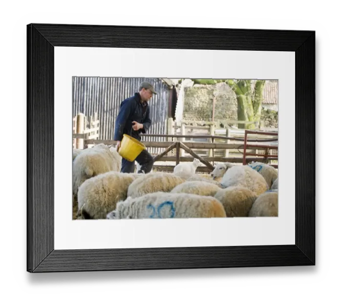 Framed Print : Sheep farming, farmer with bucket, feeding ewes with lambs in housing at lambing time, North Yorkshire, England, march Framed Print : Sheep farming, farmer with bucket, feeding ewes with lambs in housing at lambing time, North Yorkshire, England, march