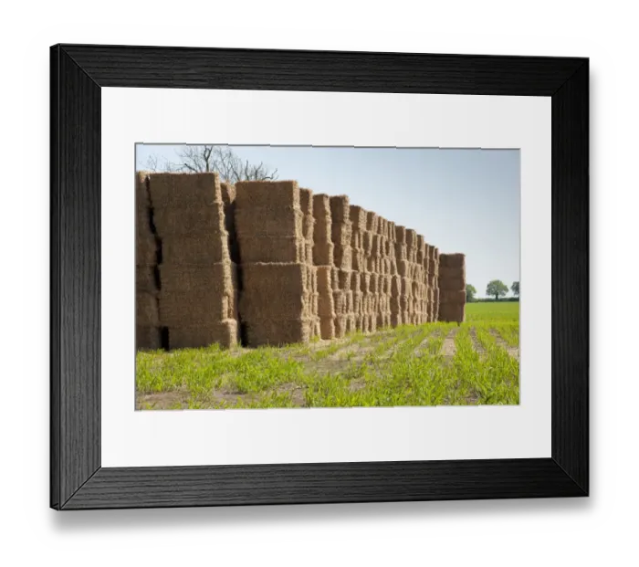 Framed Print : Elephant Grass (Miscanthus x giganteus) crop, stack of straw bales in field, Tyrley, Market Drayton, Shropshire
