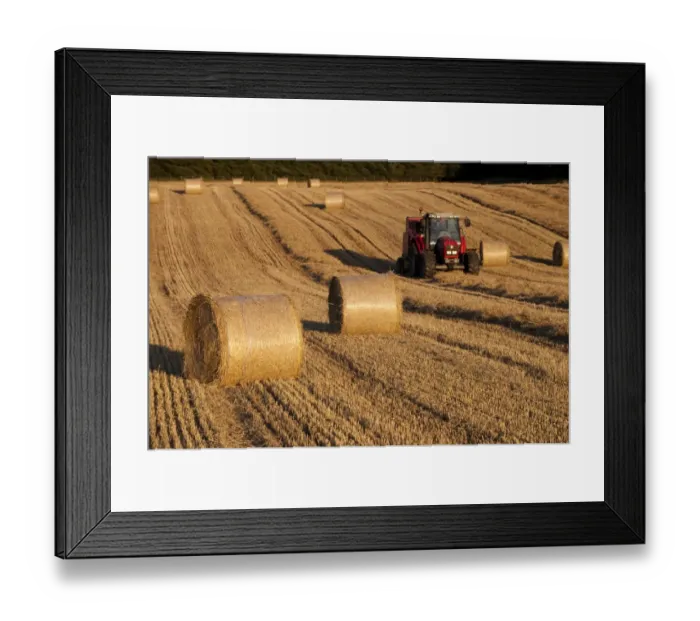 Framed Print : Big round bales of straw in stubble field, with Massey Ferguson tractor and baler, Cumbria, England, september Framed Print : Big round bales of straw in stubble field, with Massey Ferguson tractor and baler, Cumbria, England, september