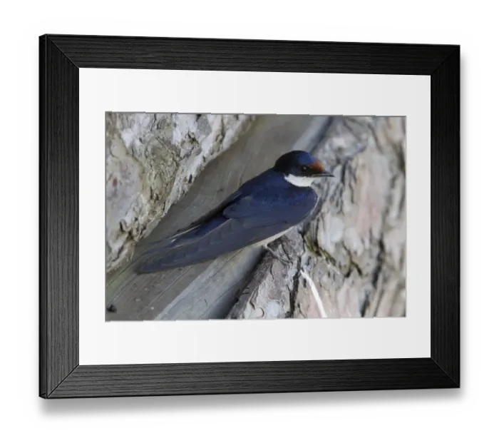 Framed Print : White throated Swallow resting - South Africa Framed Print : White throated Swallow resting - South Africa