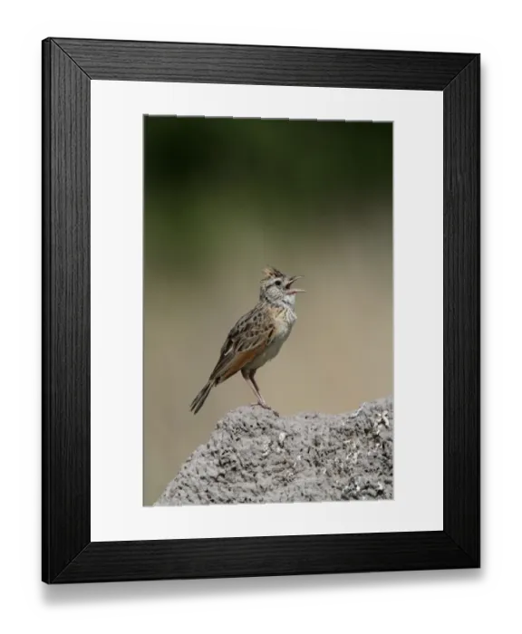 Framed Print : Rufousnaped Lark display song - Botswana Framed Print : Rufousnaped Lark display song - Botswana