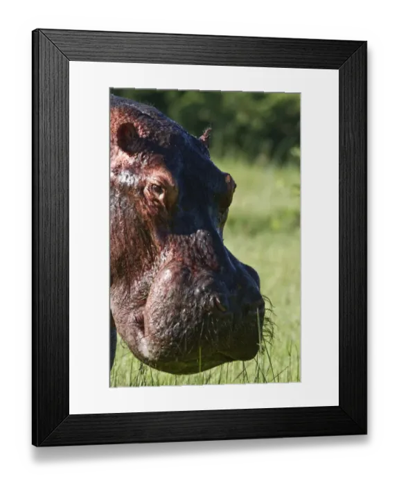 Framed Print : Hippo head - Botswana Framed Print : Hippo head - Botswana