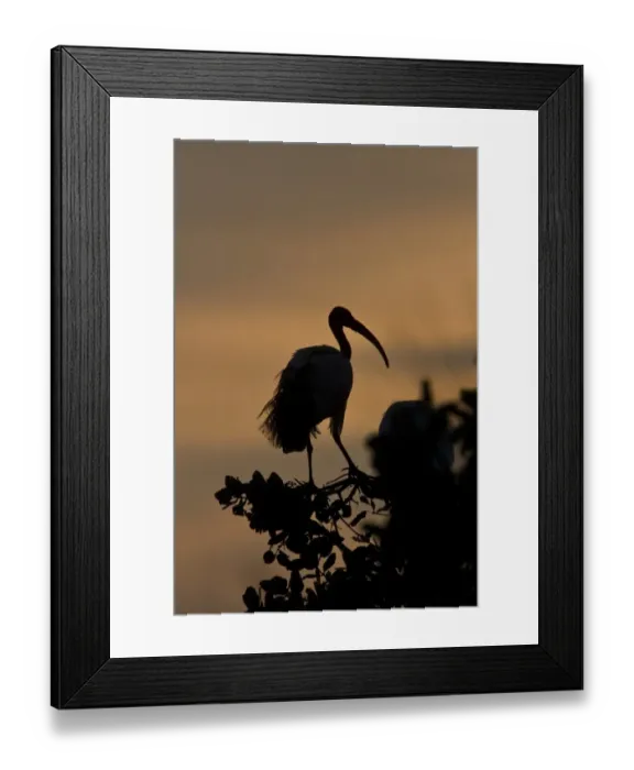 Framed Print : African Sacred Ibis at sunset - Okavango Delta - Botswana Framed Print : African Sacred Ibis at sunset - Okavango Delta - Botswana