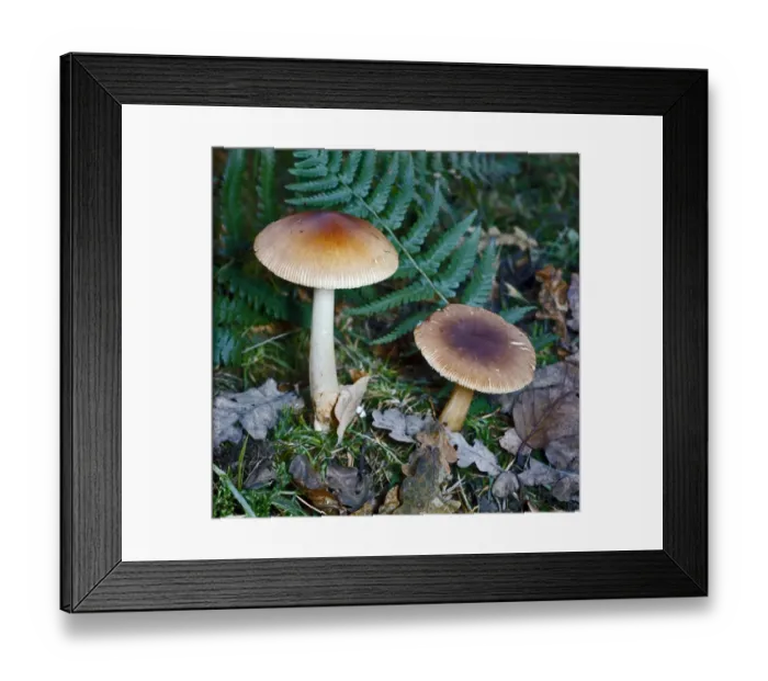 Framed Print : Amanita vaginata, commonly known as the grisette, is an edible mushroom in the Amanitaceae family of fungi Framed Print : Amanita vaginata, commonly known as the grisette, is an edible mushroom in the Amanitaceae family of fungi