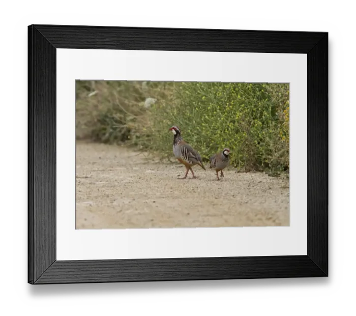 Framed Print : Red legged Partridge pair, male on right Framed Print : Red legged Partridge pair, male on right