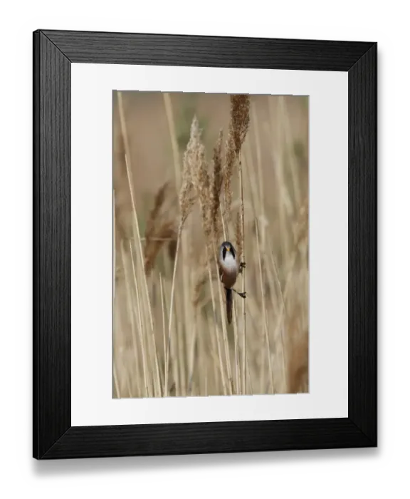 Framed Print : Male Beared Tit on reeds, Minsmere Suffolk