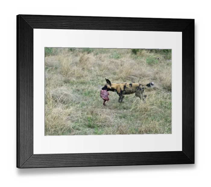 Framed Print : Hunting dog running with part of an Impala. Lycaon pictus is a large canid found only in Africa Framed Print : Hunting dog running with part of an Impala. Lycaon pictus is a large canid found only in Africa