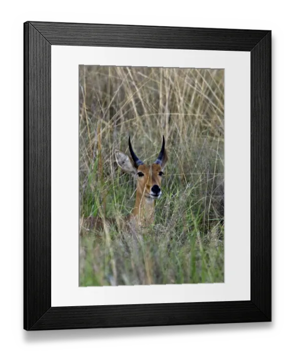 Framed Print : Male reedbuck sitting in tall grass near Kwara, Okavango Delta Botswana